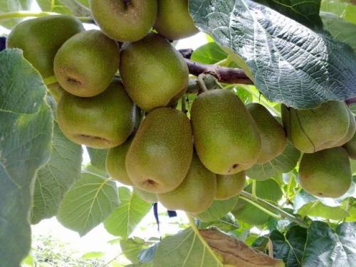 中國獼猴桃產業發展現狀及銷售策略分析