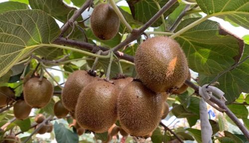 陜西特產優惠來襲 從秦人咥美味到洛南木耳與安康原生態獼猴桃