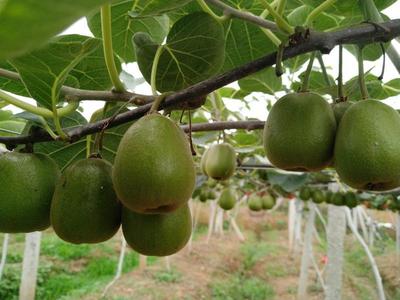 四川綿陽安州區紅心獼猴桃 優質果品，批發價僅5.00元/斤