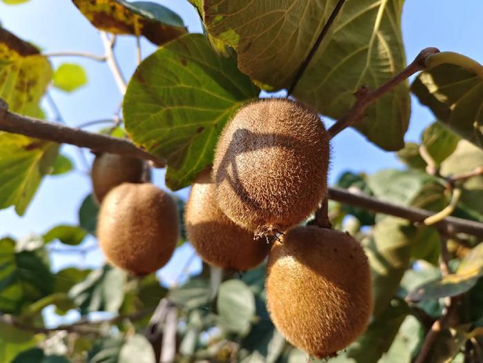 百名采購商陜西果業產區行 走進獼猴桃之鄉，聚力拓寬銷售新通路