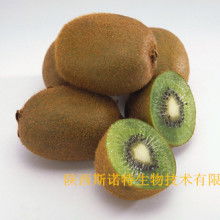 寶雞市特產銷售行業協會 領航獼猴桃產業，打造“金果”新名片