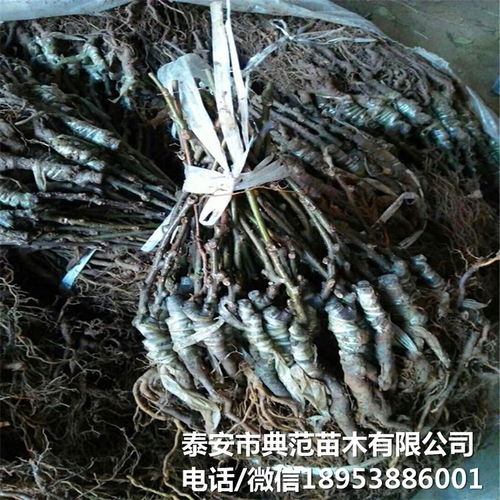 布魯諾獼猴桃苗市場全解析 銷售渠道、價格與產業發展