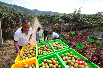 洞見(jiàn)趨勢(shì)，銷路共贏 中外專家攜手破解紅心獼猴桃全球銷量升級(jí)密碼